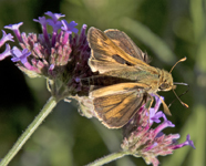 Skipper 5600